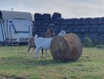 Bok tekoop, Dieren en Toebehoren, Schapen, Geiten en Varkens, Mannelijk, Geit