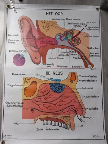 Medische poster Oor en Neus (voor) en Oog en Gezicht (achter beschikbaar voor biedingen