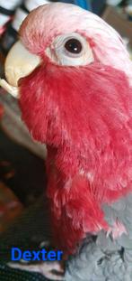 Rosé Kakatoe - tam en praat - Dexter te koop, Dieren en Toebehoren, Mannelijk, Papegaai, Tam