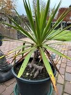 Yucca’s zie beschrijving, Tuin en Terras, Planten | Tuinplanten, Ophalen of Verzenden, Overige soorten, Volle zon