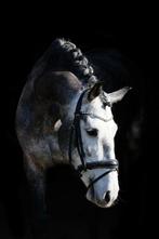 Schitterende 6 jarige PRE APTA merrie, Dieren en Toebehoren, Merrie, Dressuurpaard