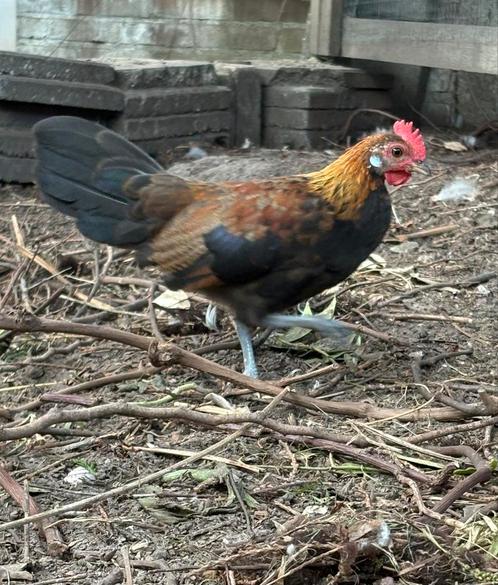 Haan van Drenthse kriel en Hollandse kriel, Dieren en Toebehoren, Pluimvee, Kip, Mannelijk