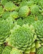 Sempervivum, rotsplanten bodembedekker, Bodembedekkers, Volle zon, Vaste plant, Ophalen of Verzenden