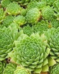 Sempervivum, rotsplanten bodembedekker  beschikbaar voor biedingen