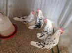 Bonte Leghorn leghennen te koop., Dieren en Toebehoren, Pluimvee, Vrouwelijk, Kip