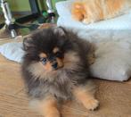 Lieve gekke pomeriaan pomeranian pup reu, Dieren en Toebehoren, Honden | Poolhonden, Keeshonden en Oertypen, België, Particulier