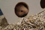 Goudhamsters, veel keus!, Dieren en Toebehoren, Knaagdieren, Hamster, Meerdere dieren, Tam, Oktober