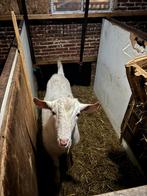 Witte dekbokken, Mannelijk, Geit