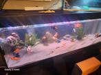 Aquarium, Dieren en Toebehoren, Ophalen of Verzenden, Zo goed als nieuw