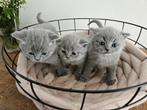Lief Britse Korthaar kitten, 1 Kater en 2 Poesjes, Ontwormd, Poes