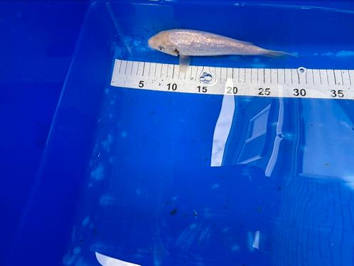 Koi Platium ogon ginrin, Dieren en Toebehoren, Vissen | Vijvervissen, Karper of Koi