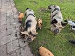 Kune Kune zeugjes, Dieren en Toebehoren, Schapen, Geiten en Varkens, Vrouwelijk, Varken