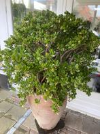 Crassula. Vetplant geldboom jadeplant, Bloeit niet, Halfschaduw, Overige soorten, Minder dan 100 cm