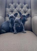 Franse bulldogspup, Dieren en Toebehoren, Honden | Bulldogs, Pinschers en Molossers, Rabiës (hondsdolheid), 8 tot 15 weken, Bulldog
