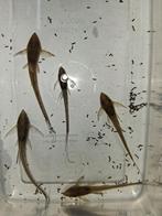 Weer binnen!!! Sturisoma Aureum!!! 7-9 cm!!!, Vis, Zoetwatervis