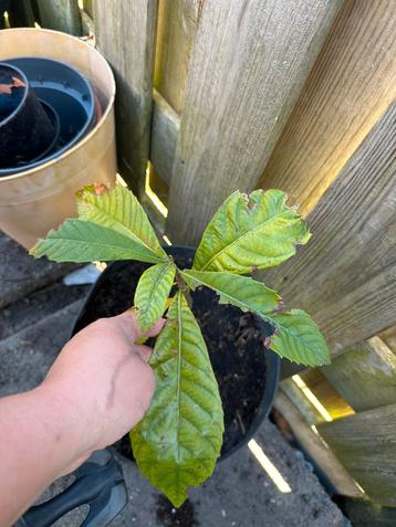 2x Mispel boom fruit maltese pruim loquat  beschikbaar voor biedingen