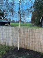 Berken boom, Tuin en Terras, Planten | Bomen, Ophalen of Verzenden, Bloeit niet, Volle zon, Overige soorten