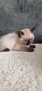 Mix Brits korthaar blue point  siamees.,moeder poes siamees, Dieren en Toebehoren, Katten en Kittens | Raskatten | Korthaar, Poes