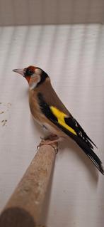 Mooi koppeltje bloem Putter goed en correct geringd onverwan, Meerdere dieren, Wildzangvogel, Geringd