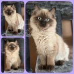 RAGDOLL KITTEN SEAL MINK ( POESJE) MAG METEEN VERHUIZEN..., Dieren en Toebehoren, Katten en Kittens | Overige Katten, Meerdere dieren