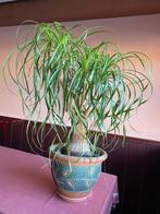 beaucarnea recurvata, Ophalen, 100 tot 150 cm, Overige soorten, Halfschaduw