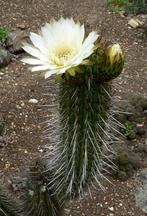 Cactus Trichocereus Chiloensis var. Eburneus potmaat 27, Huis en Inrichting, Ophalen of Verzenden, Minder dan 100 cm, Bloeiende kamerplant