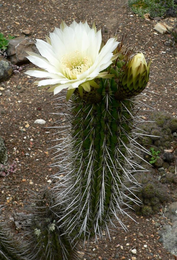 Cactus Trichocereus Chiloensis var. Eburneus potmaat 27, Huis en Inrichting, Kamerplanten, Cactus, Minder dan 100 cm, Bloeiende kamerplant