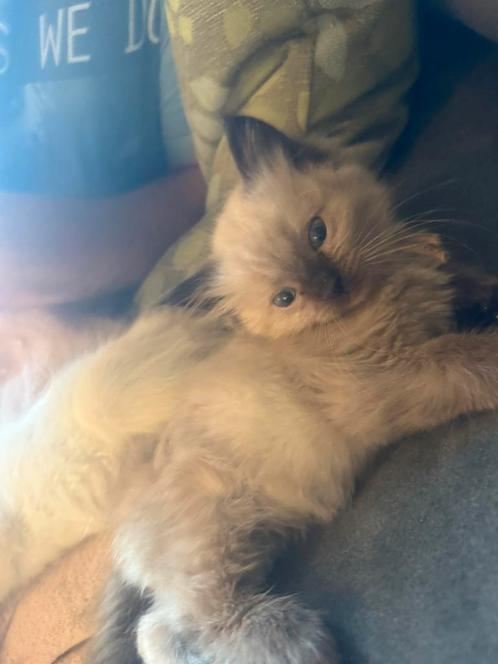 Laatste Ragdoll seal mink (fok) poesje met stamboom, Dieren en Toebehoren, Katten en Kittens | Raskatten | Langhaar, Poes, 0 tot 2 jaar
