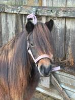 Shetlander/NSPS merrie te koop, Dieren en Toebehoren, Merrie, A pony (tot 1.17m), Gechipt, 7 tot 10 jaar