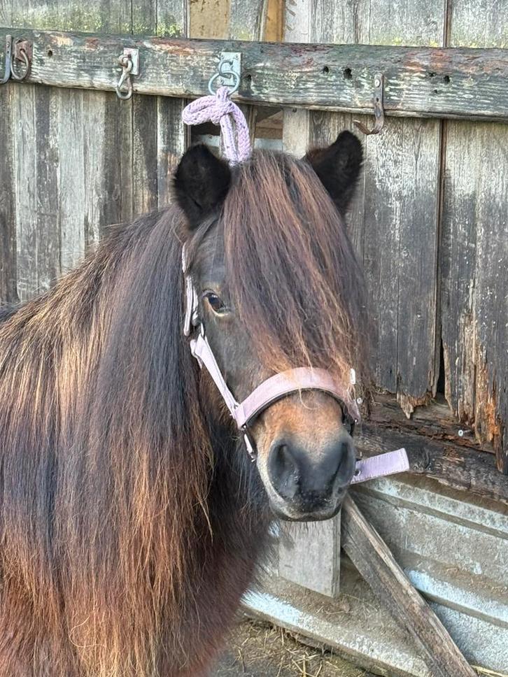 Kinderpony/Shetlander/NSPS merrie te koop, Dieren en Toebehoren, Pony's, Merrie, A pony (tot 1.17m), 7 tot 10 jaar, Met stamboom