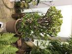 Jadeplant Crassula Ovata, Huis en Inrichting, Kamerplanten, Ophalen, Vetplant, 100 tot 150 cm, Halfschaduw