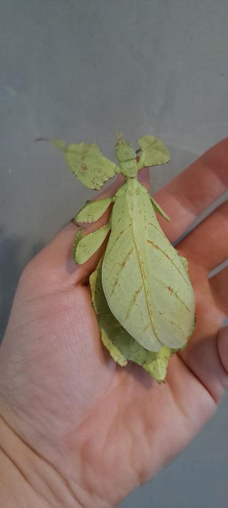 Wandelend blad, Dieren en Toebehoren, Insecten en Spinnen, Wandelende tak