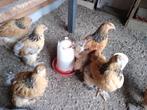 Brahma haan, Dieren en Toebehoren, Mannelijk, Kip