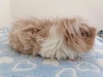 Langharige cavia, Dieren en Toebehoren, Knaagdieren, Cavia, April, Vrouwelijk, Tam