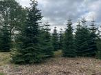 Grote kerstbomen Nordmann, Omorika, Fijnspar, Tuin en Terras, Ophalen, Volle zon, Overige soorten, 400 cm of meer