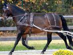 Groot assortiment tuigen voor uw marathonwagen, Dieren en Toebehoren, Paarden en Pony's | Hoofdstellen en Tuigage, Niet ingevuld
