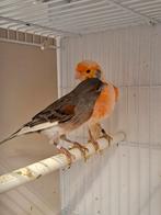 Mooi koppel kanaries tekoop, Meerdere dieren, Kleurkanarie