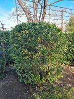 Kardinaalsmuts meerstammige struik, Tuin en Terras, Ophalen, Overige soorten, Struik, 100 tot 250 cm