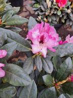 Rhododendron herfstfreude.(bloeit 2 x), Tuin en Terras, Planten | Bomen, In pot, Minder dan 100 cm, Halfschaduw, Lente