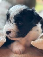Shih Tzu-Malthezer pupjes te koop, 8 tot 15 weken, Meerdere, Meerdere dieren, Klein
