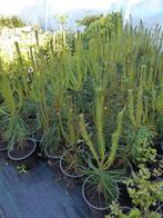 pinus sylvestrus, Tuin en Terras, Ophalen, Volle zon, Overige soorten
