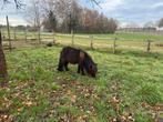 GEZOCHT Weiland/Agrarische grond te koop, Weidegang, 2 of 3 paarden of pony's