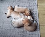Britse korthaar kittens, Dieren en Toebehoren, Katten en Kittens | Raskatten | Korthaar, Kater, Ontwormd