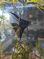 Vuurstaart en maanvis, Dieren en Toebehoren, Vissen | Aquariumvissen, Vis, Zoetwatervis