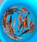 HQ Import koi 15 / 18 cm bij Koidream in Valburg, Dieren en Toebehoren, Karper of Koi