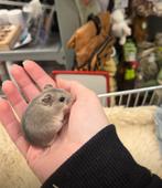 Jonge tamme sociale chinese dwerghamsters ( fokker), Dieren en Toebehoren, Knaagdieren, Hamster, Vrouwelijk, Tam, Oktober