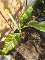 Musa Namwa Khom, Ophalen of Verzenden, Zomer, Overige soorten, Volle zon