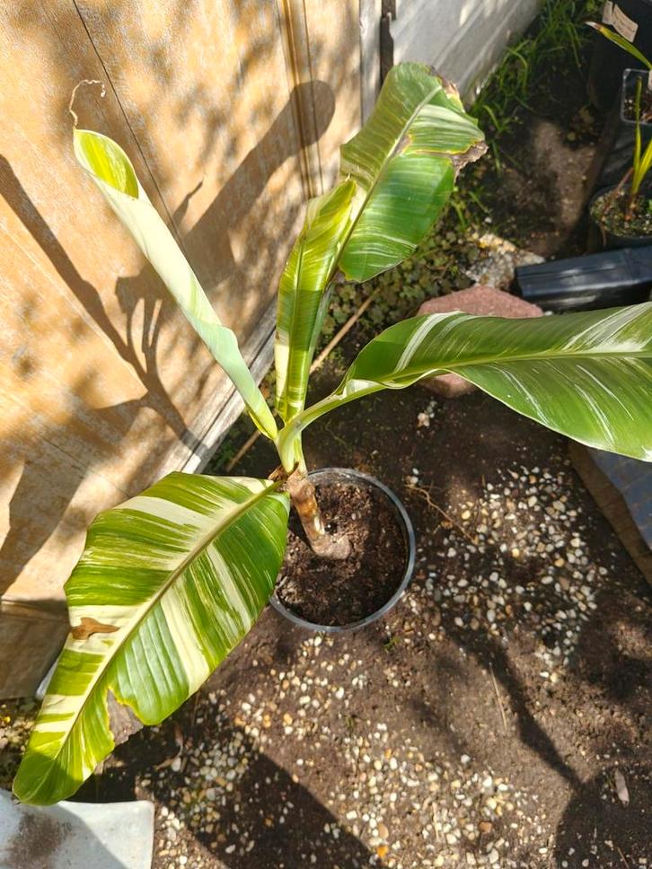 Musa Namwa Khom, Tuin en Terras, Planten | Tuinplanten, Overige soorten, Volle zon, Zomer, Ophalen of Verzenden