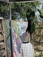 Mooie grote koningsman, Dieren en Toebehoren, Vogels | Parkieten en Papegaaien, Meerdere dieren, Parkiet