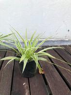 Graslelie, Ophalen, Overige soorten, Volle zon